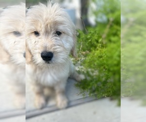 Goldendoodle (Miniature) Puppy for sale in HOUSTON, TX, USA