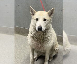 German Shepherd Dog-Unknown Mix Dogs for adoption in Las Vegas, NV, USA