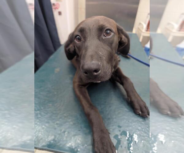 Medium Photo #1 Labrador Retriever-Unknown Mix Puppy For Sale in Mobile, AL, USA
