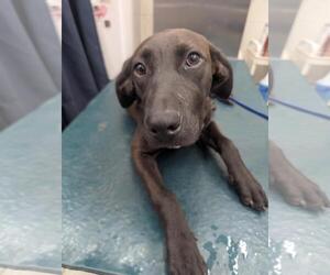 Labrador Retriever-Unknown Mix Dogs for adoption in Mobile, AL, USA