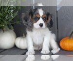Small Cavalier King Charles Spaniel