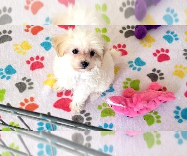 Medium Photo #14 Maltipoo (Toy) Puppy For Sale in ORO VALLEY, AZ, USA