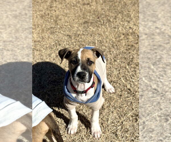 Medium Photo #2 Mutt Puppy For Sale in OKLAHOMA CITY, OK, USA