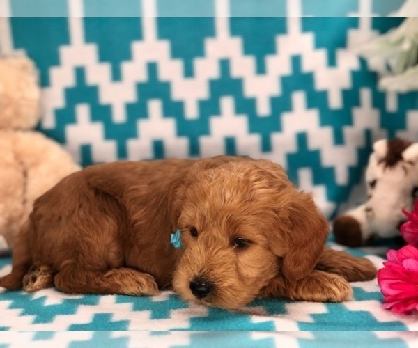 Medium Photo #2 Labradoodle Puppy For Sale in CLAY, PA, USA