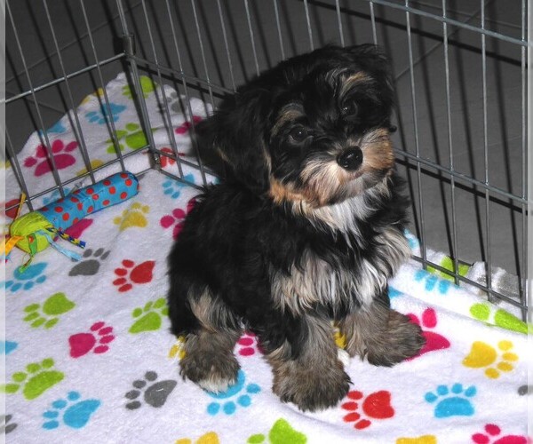 Medium Photo #8 Havashire Puppy For Sale in ORO VALLEY, AZ, USA