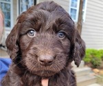Small Photo #10 Goldendoodle Puppy For Sale in MORELAND, GA, USA