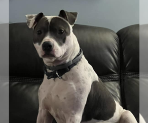 Niles - Male American Pit Bull Terrier Dog for Adoption - Photo #7