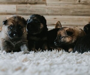 German Shepherd Dog Puppy for sale in DORA, AL, USA