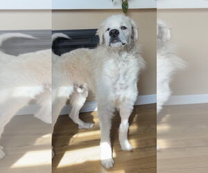 Great Pyrenees-Unknown Mix Dogs for adoption in Germantown, OH, USA