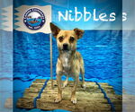 Small #3 Chihuahua Mix