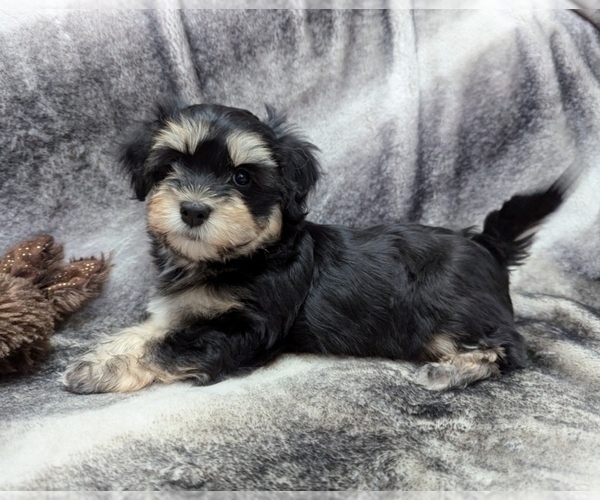 Medium Photo #5 Havanese Puppy For Sale in POST FALLS, ID, USA