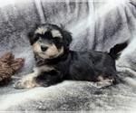 Small #4 Havanese