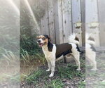 Small #6 Dachshund Mix