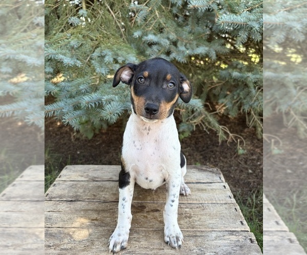 Medium Photo #4 Rat Terrier Puppy For Sale in MIDDLEBURY, IN, USA