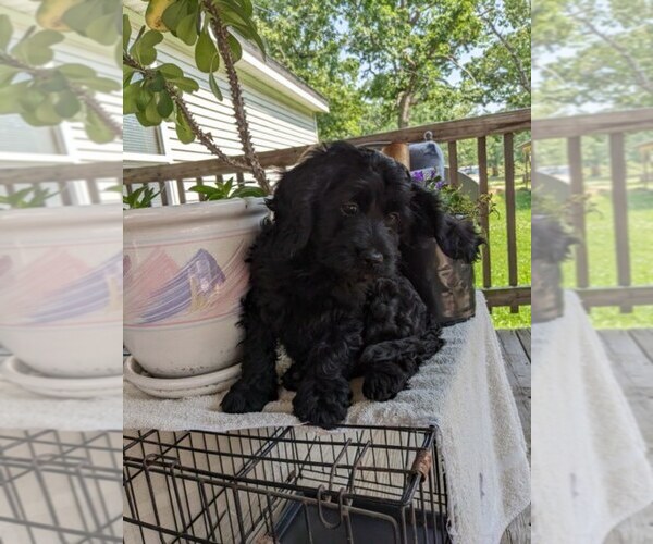Medium Photo #5 Cock-A-Poo Puppy For Sale in SALEM, MO, USA