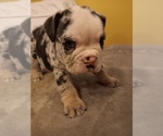 Puppy Paris Puppy 6 English Bulldog