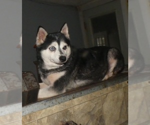 Mother of the Alaskan Klee Kai-Shiba Inu Mix puppies born on 03/30/2025