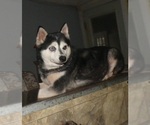 Small Photo #1 Alaskan Klee Kai-Shiba Inu Mix Puppy For Sale in BANDON, OR, USA