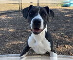 Small American Pit Bull Terrier Mix