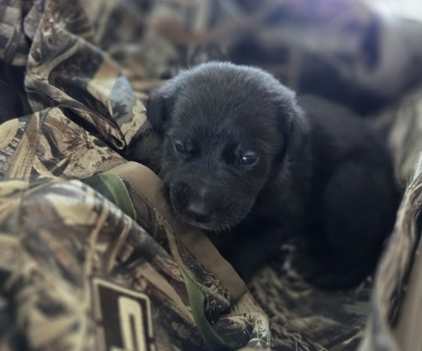 Medium Photo #61 Borador Puppy For Sale in FORTUNA, CA, USA