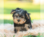 Barkley - Male Morkie Puppy for Sale - Photo #2
