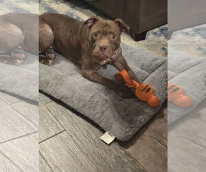 Beatrix - Female American Staffordshire Terrier Dog for Adoption - Photo #14
