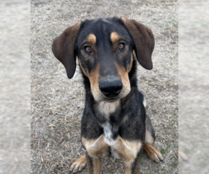 Shepradors Dogs for adoption in McKinney, TX, USA