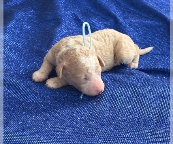 Medium Photo #3 Goldendoodle (Miniature) Puppy For Sale in SAINT MARYS, KS, USA