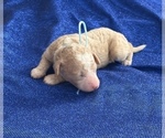 Small #2 Goldendoodle (Miniature)