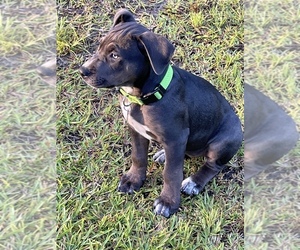 American Bulldog Puppy for sale in RICEBORO, GA, USA