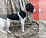 Small #10 Rat Terrier