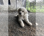 Small Photo #2 Great Pyrenees Puppy For Sale in SEBASTOPOL, CA, USA