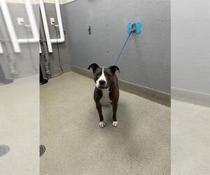 American Pit Bull Terrier-Unknown Mix Dogs for adoption in Las Vegas, NV, USA