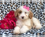 Small Photo #8 Aussiedoodle Puppy For Sale in LAKELAND, FL, USA