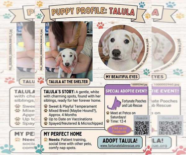 Medium Photo #2 Labbe Puppy For Sale in Palatine/Kildeer/Buffalo grove, IL, USA