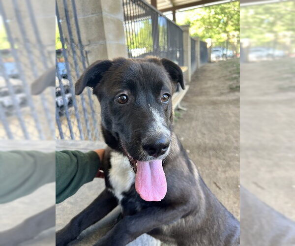 Medium Photo #1 Labrador Retriever-Unknown Mix Puppy For Sale in Riverside, CA, USA