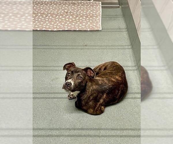 Medium Photo #1 Bull Terrier Puppy For Sale in Baytown, TX, USA