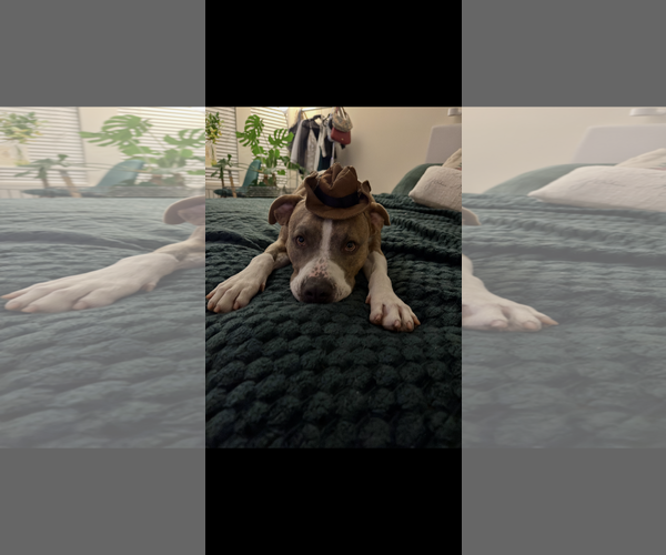 Medium Photo #4 American Pit Bull Terrier-Unknown Mix Puppy For Sale in Greensboro, NC, USA