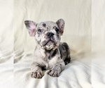 Small Photo #7 French Bulldog Puppy For Sale in STATEN ISLAND, NY, USA