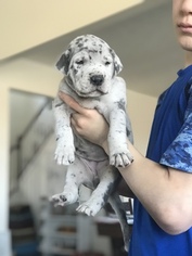 Great Dane Puppy for sale in BROOKVILLE, IN, USA