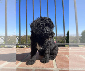Poodle (Standard) Puppy for Sale in SHERMAN OAKS, California USA