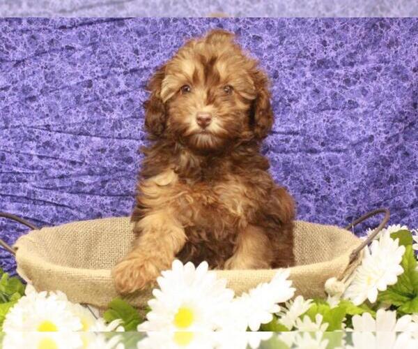 Medium Photo #6 Poodle (Toy) Puppy For Sale in SHAWNEE, OK, USA