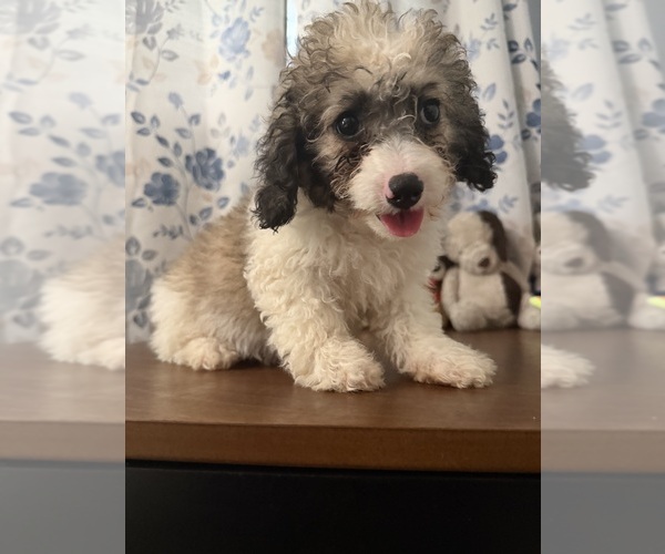 Medium Photo #12 Cockapoo (Miniature) Puppy For Sale in DURHAM, CT, USA
