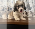 Litter of 4 - Male(s) and Female(s) Cockapoo (Miniature)Litter of Puppies for Sale - Photo #12