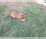 Small Photo #4 Texas Heeler Puppy For Sale in PAOLA, KS, USA