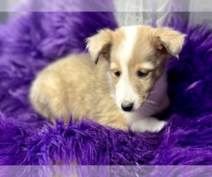Shetland Sheepdog Puppy for sale in RIPLEY, MS, USA