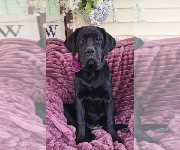 Medium Photo #1 Cane Corso Puppy For Sale in MINERAL WELLS, WV, USA