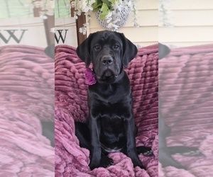 Cane Corso Puppy for sale in MINERAL WELLS, WV, USA