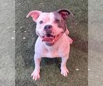 Small American Pit Bull Terrier Mix