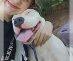 Small #1 American Pit Bull Terrier